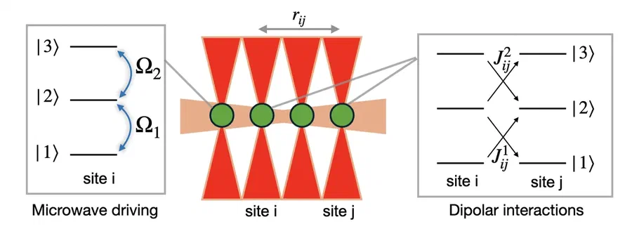 Three-level Rydberg atoms held in optical tweezers, driven by microwaves and coupled by dipolar spin exchange